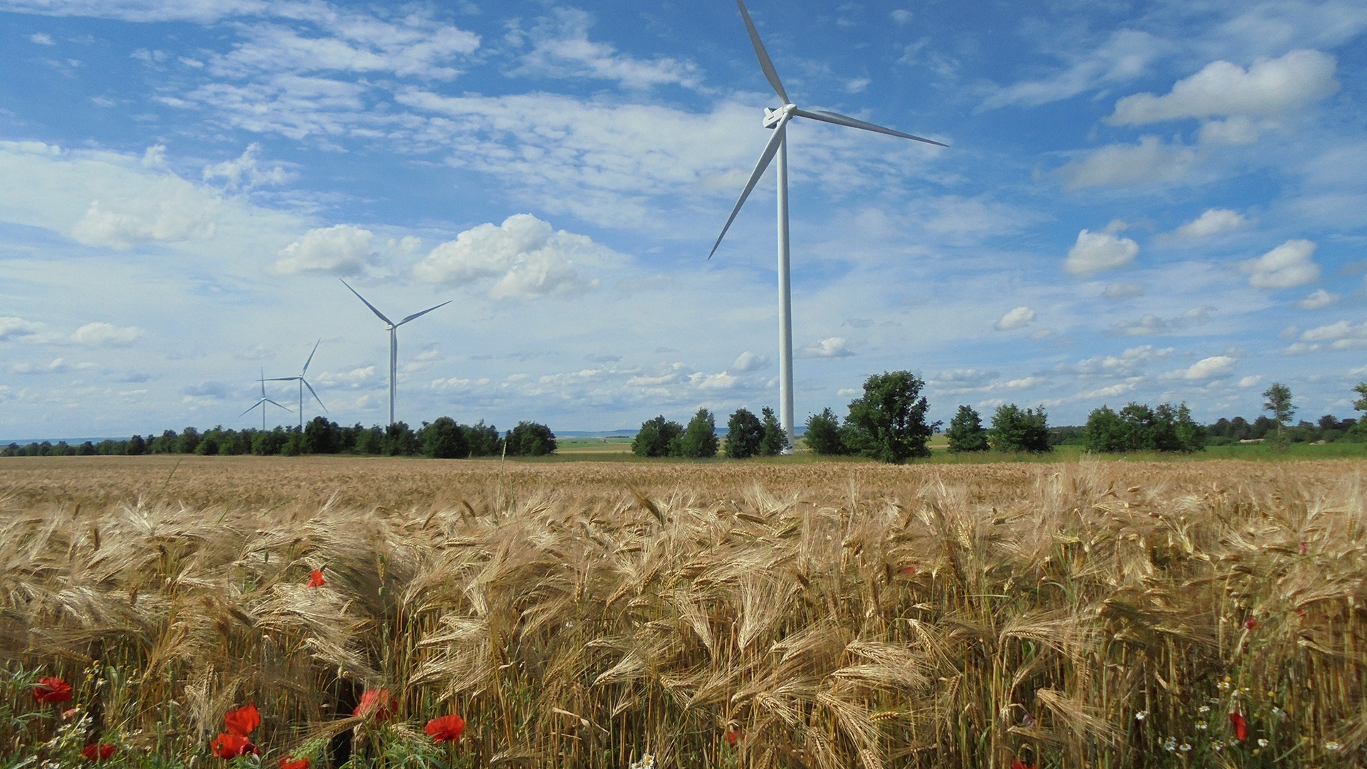 parc éolien de foye (17) avec champs de blé au premier plan