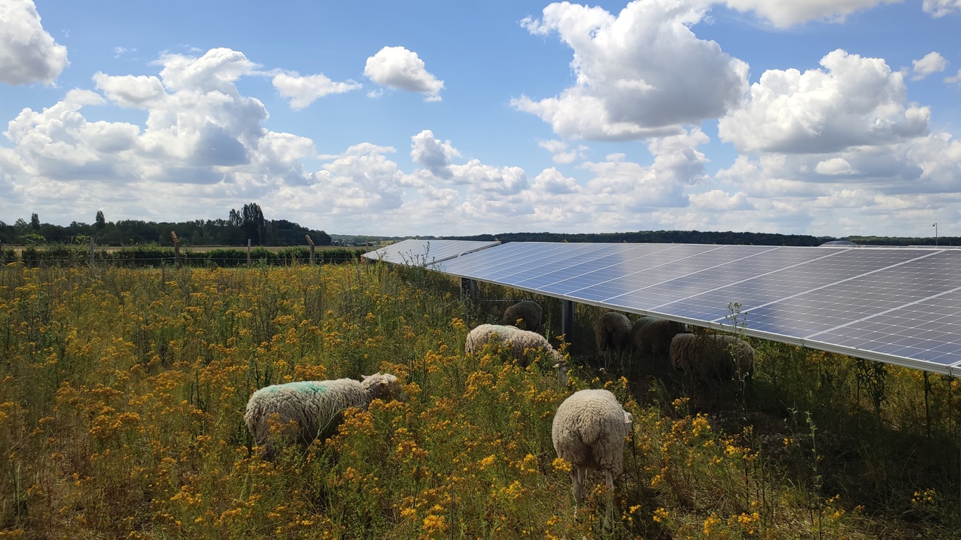 agri-photovoltaisme moutons